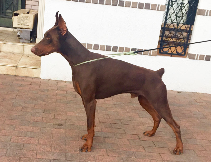 ドーベルマン 16ヶ月の茶色の雄犬